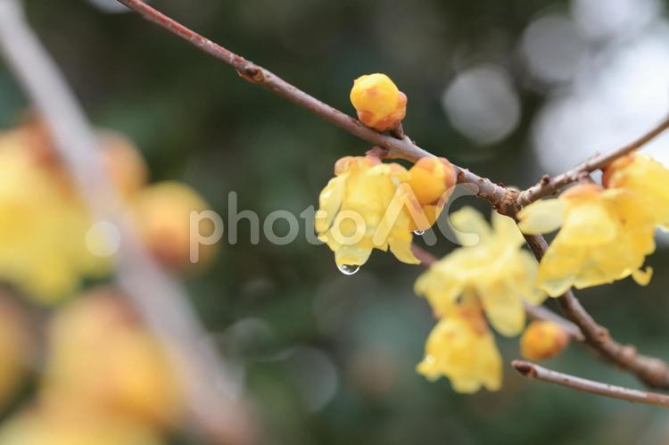 蝋梅と雨粒　ロウバイ　 自然,花,ロウバイの写真素材