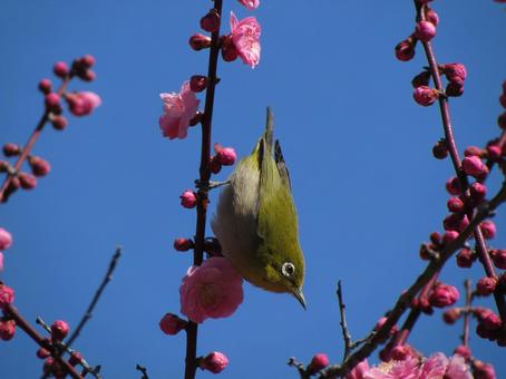 White-eye and plum blossoms, JPG