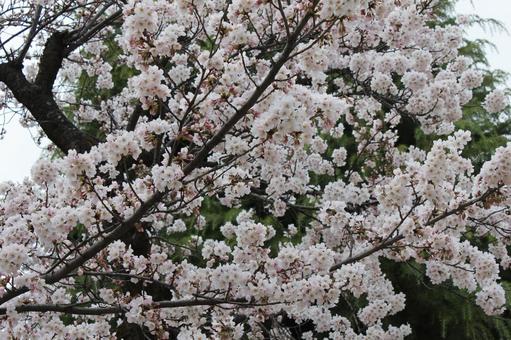 サクラ6 サクラ6 サクラ,桜,春の写真素材