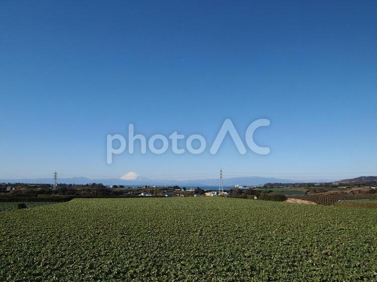 田園風景と海と富士山４ 田園,畑,緑の写真素材
