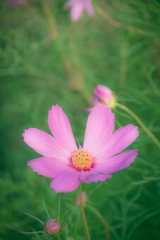コスモスの写真