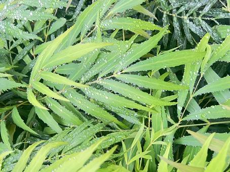 葉と水滴 葉,グリーン,水滴の写真素材