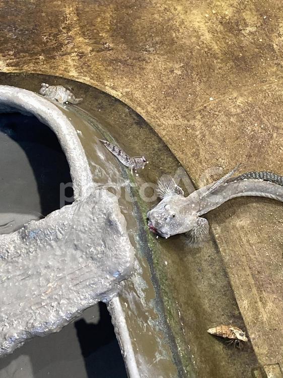 むつごろう むつごろう,ムツゴロウ,干潟の写真素材