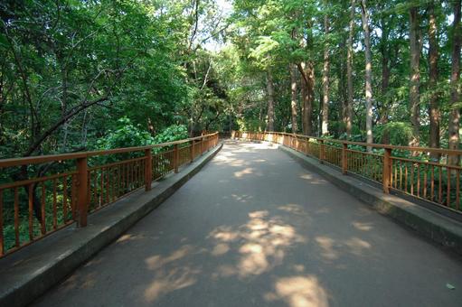 林試の森公園の橋の上 林試の森公園,橋,道の写真素材