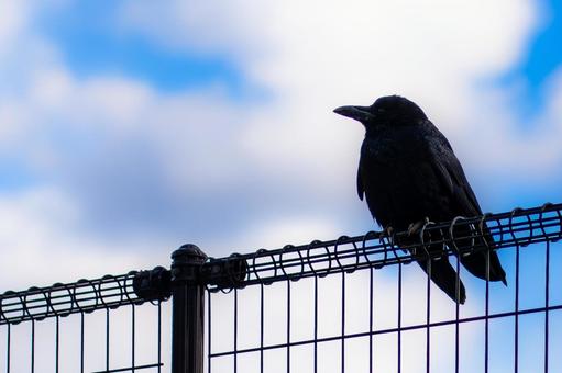 Photo, dark, crow, black, 