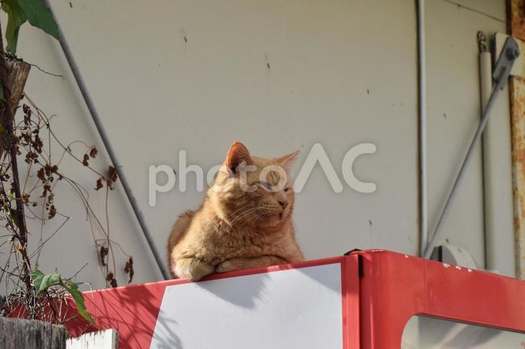 日向ぼっこをする野良猫 猫,ねこ,ネコの写真素材