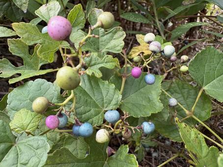 カラフルな木の実 カラフルな木の実 実,カラフル,植物の写真素材