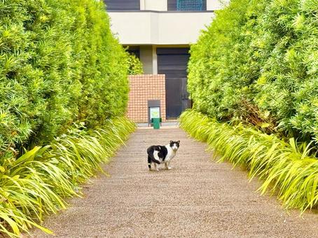 散歩道と野良猫 散歩道と野良猫 散歩道,猫,ネコの写真素材