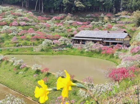 きねしだれ桃園 きねしだれ桃園 しだれ桃,岐阜県,恵那市の写真素材