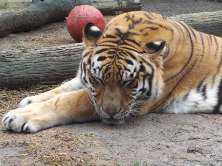 眠るトラ 動物園,動物,トラの写真素材