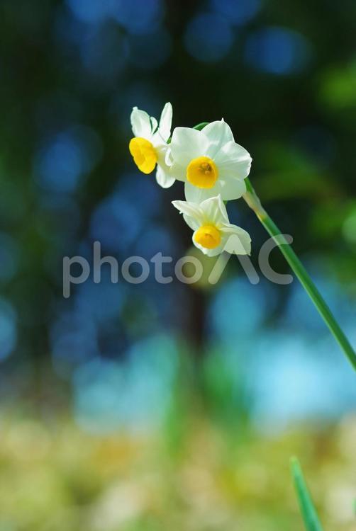 水仙　スイセン　初春の花 水仙,スイセン,初春の花の写真素材