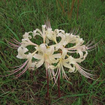 ヒガンバナ(彼岸花・曼珠沙華) ヒガンバナ(彼岸花・曼珠沙華)の写真