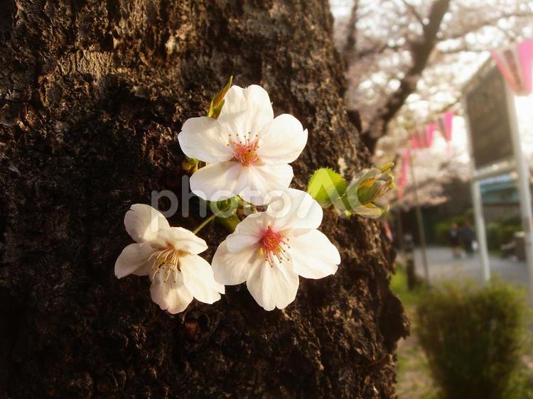 可愛く咲きました さくら,桜,サクラの写真素材
