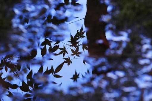 水たまりに写りこむ楓の紅葉や木です 水たまりに写りこむ楓の紅葉や木ですの写真