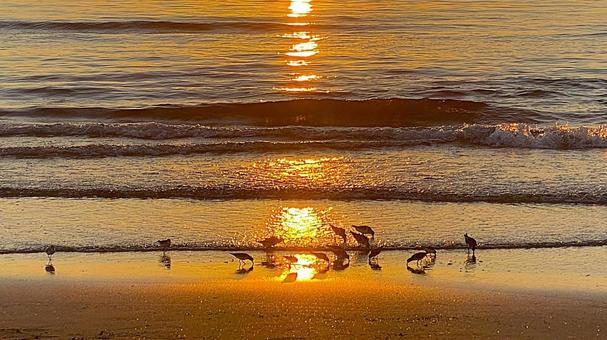 Chirihama Beach at Dusk Seabirds on the Beach: 3, JPG