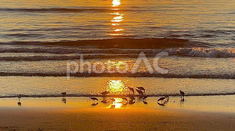 夕暮れの千里浜海岸　浜辺の海鳥たち：3 海,千里浜,きれいな海の写真素材