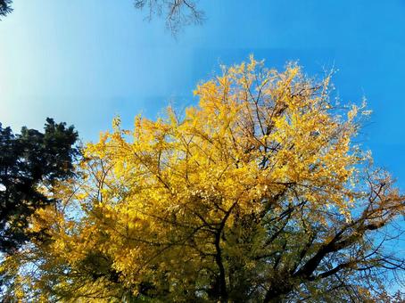 イチョウと青空 イチョウ,青空,黄葉の写真素材