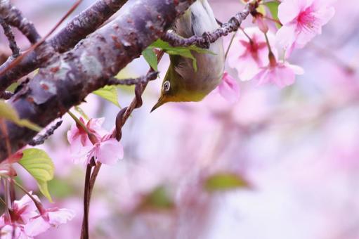 満開の桜の花にとまるメジロ 桜,メジロ,春の写真素材