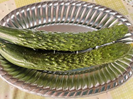 「トゲトゲしたキュウリ」イメージ素材 キュウリ,きゅうり,トゲトゲの写真素材