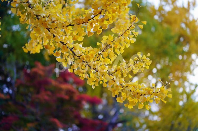 木の葉の風景　３　秋 木の葉,葉,紅葉の写真素材