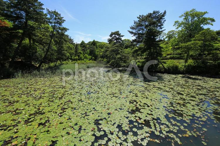 今治市　市民の森フラワーパーク　下平池 市民の森,フラワーパーク,下平池の写真素材