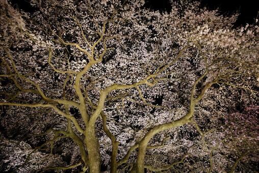 夜桜 夜桜の写真