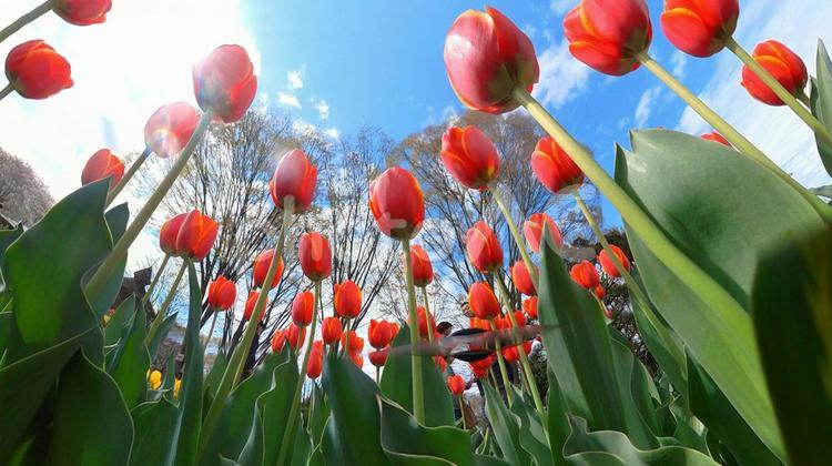 チューリップ花壇の地面から青空を見上げる チューリップ,畑,地面の写真素材