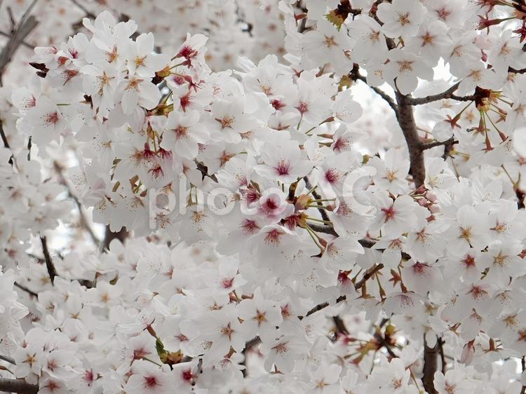 【桜の写真】桜が咲く風景 桜,さくら,サクラの写真素材