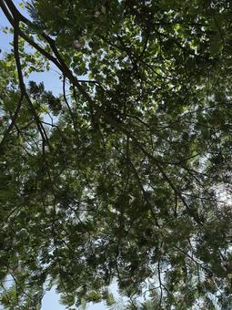 Early summer alder tree, JPG Early summer alder tree, JPG