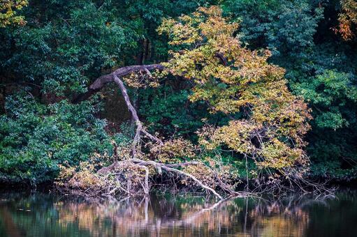 水面に映る紅葉 人物なし,黄色,湖の写真素材