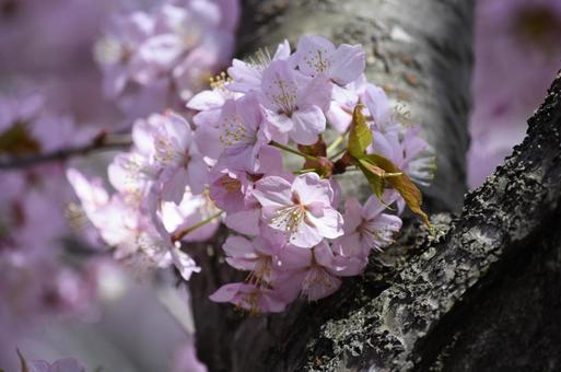 桜 アップ④ 桜 アップ④の写真