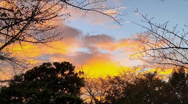 夕焼けの空と木々 夕焼けの空と木々 植物,自然,空の写真素材