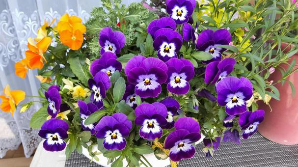 Pansies blooming on the balcony, JPG