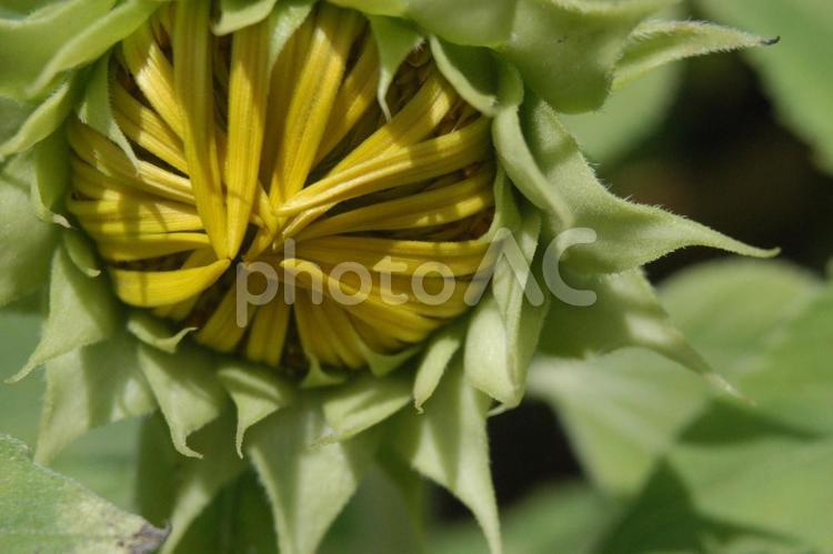 ひまわりの蕾 花,ひまわり,黄色の写真素材