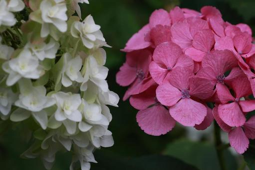紫陽花 紫陽花,柏葉紫陽花,装飾花の写真素材