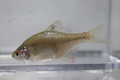 タイリクバラタナゴ 川魚 タイリクバラタナゴ 川魚 タナゴ,タイリクバラタナゴ,川魚の写真素材