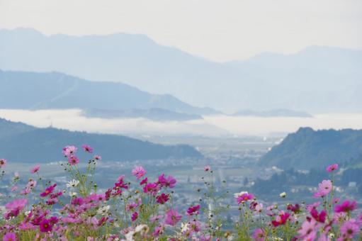 山間の雲海を望むコスモス畑 コスモス,秋桜,花畑の写真素材