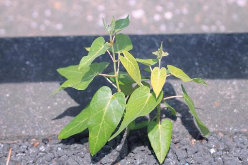Asclepias sprouts growing on asphalt, JPG Asclepias sprouts growing on asphalt, JPG