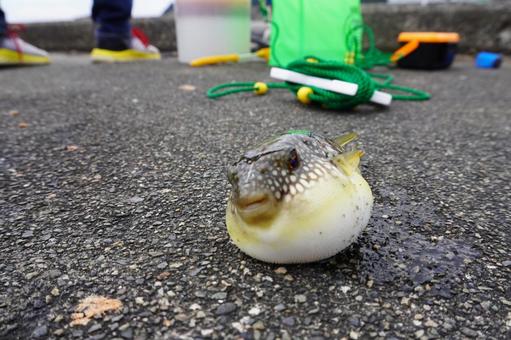釣魚　コモンフグ・ふくれっ面を前から 河豚,コモンフグ,魚釣りの写真素材