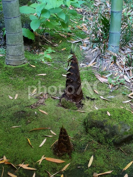 たけのこ　竹林　春 たけのこ,筍,春の写真素材