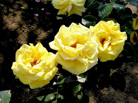 花壇で三輪並んで咲く黄色いバラ 花壇で三輪並んで咲く黄色いバラの写真