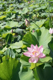 蓮の花 蓮の花の写真