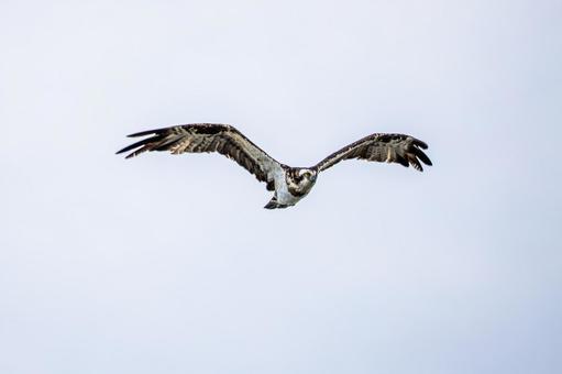 ミサゴ(119) 鳥,ミサゴ,ウオタカの写真素材