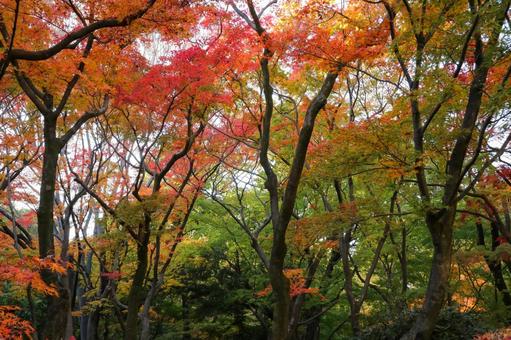 秋色に染まる木々 秋色に染まる木々の写真