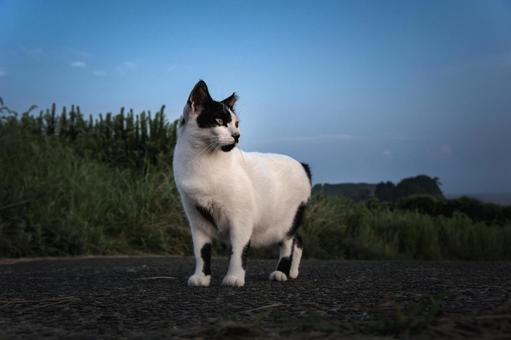 <素材>公園で見かけた白黒猫(野良猫) <素材>公園で見かけた白黒猫(野良猫)の写真