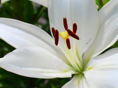 日本の花 日本の花の写真