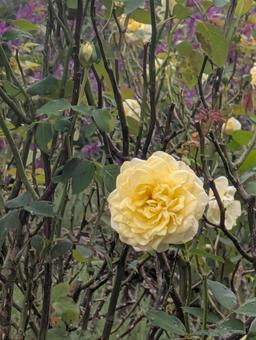 薔薇 薔薇の写真