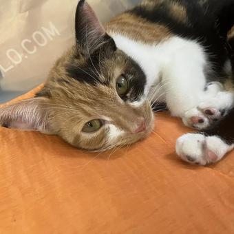 何見てるのよ 何見てるのよ 昼寝,可愛い,猫の写真素材