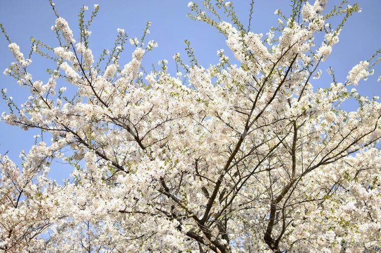 美しきソメイヨシノ ソメイヨシノ,桜,桜の花の写真素材
