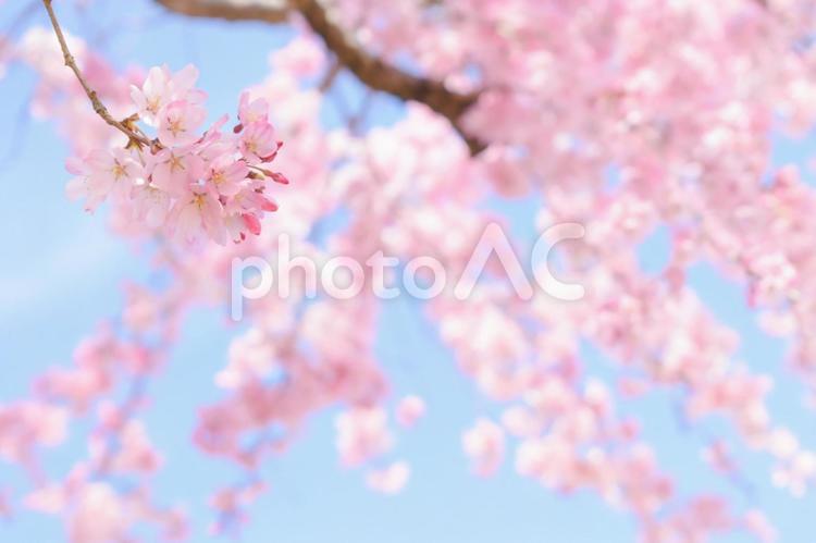 満開の桜と青空 桜,サクラ,春の写真素材